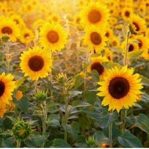 Meet your Posher, Marlene